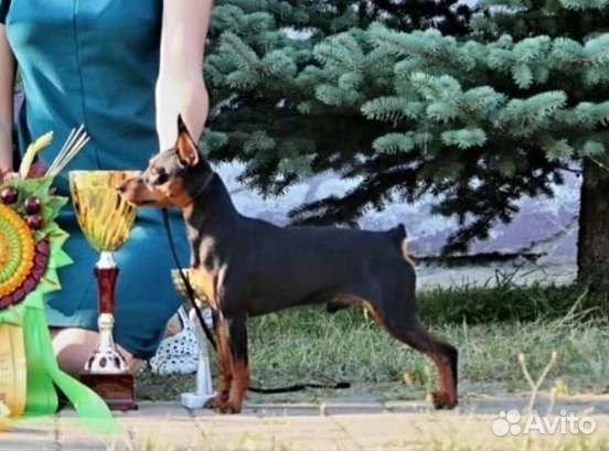 Вязка цвергпинчер