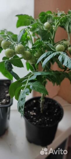 Рассада помидор продажа