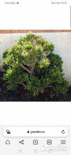 Толстянка хоббит