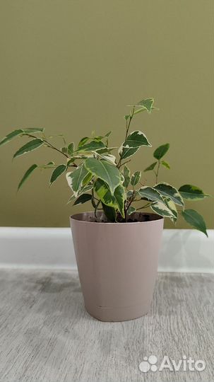 Фикус бенджамина пестролистный