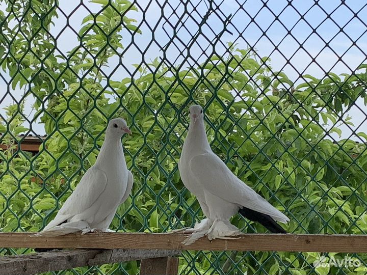 Голуби игровые