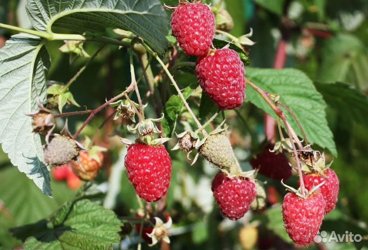 Посадочный материал