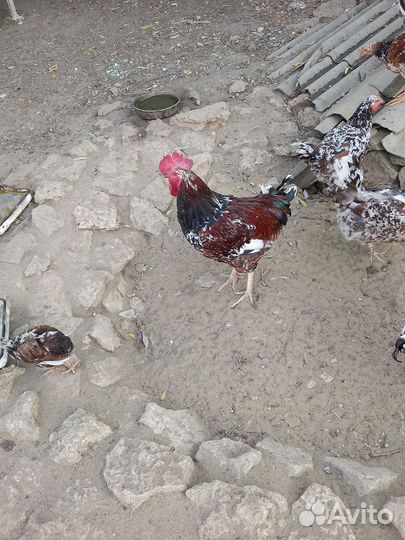 Домашние животные