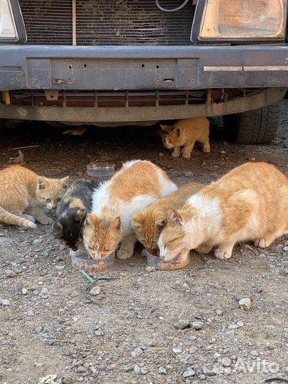 Кошки бесплатно