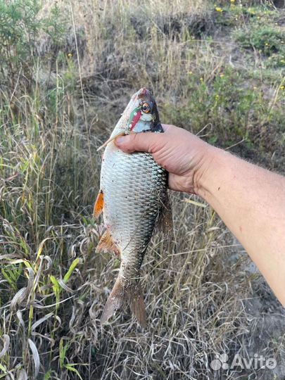 Приманки на форель рыболовные приманки