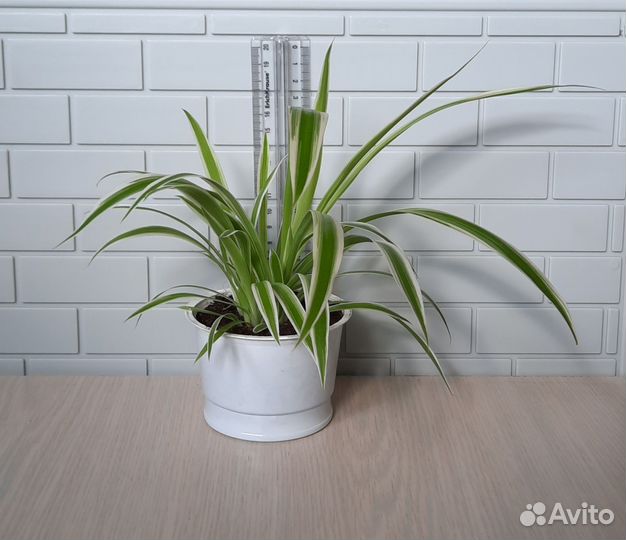 Хлорофитум