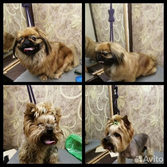 Стрижка кошек и собачек