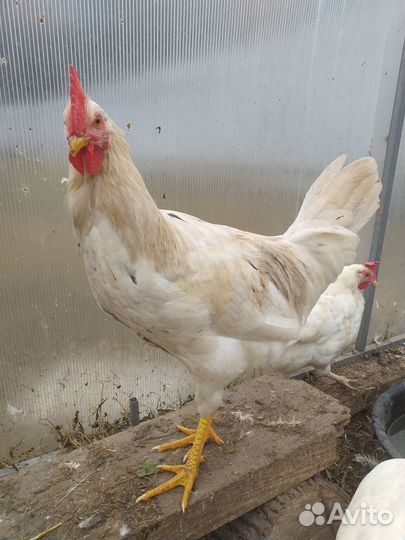 Молодые петухи