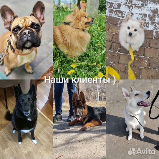 Дрессировка - Передержка собак у кинолога