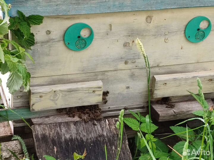 Пчелы с ульями