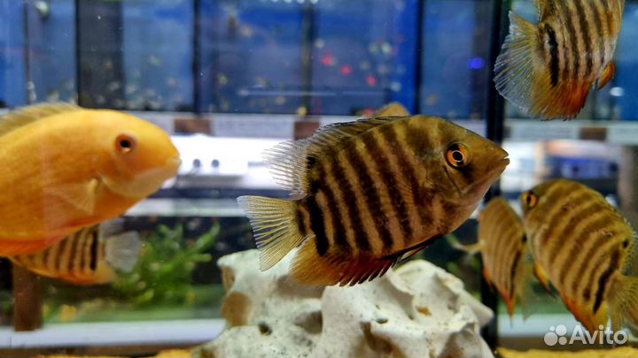 Аквариумные рыбки и растения