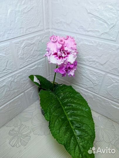 Стрептокарпусы