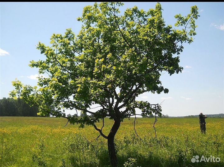 Дуб черешчатый