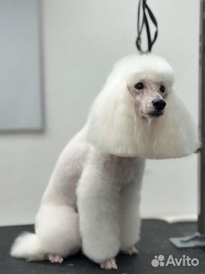 Грумер собак и кошек