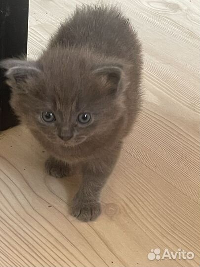 Котенок помесь шотландца