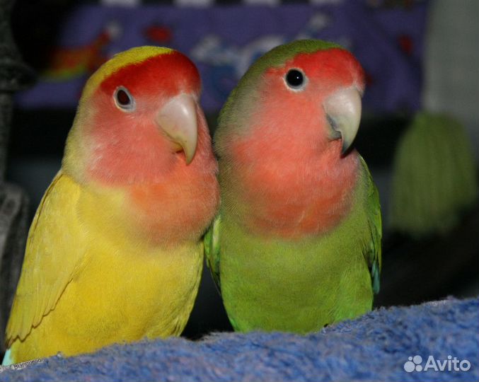 Продаю попугайчиков-Неразлучников