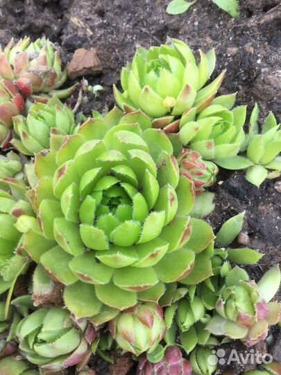 Суккуленты