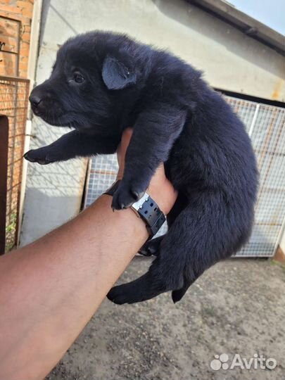 Щенки немецкой овчарки черные