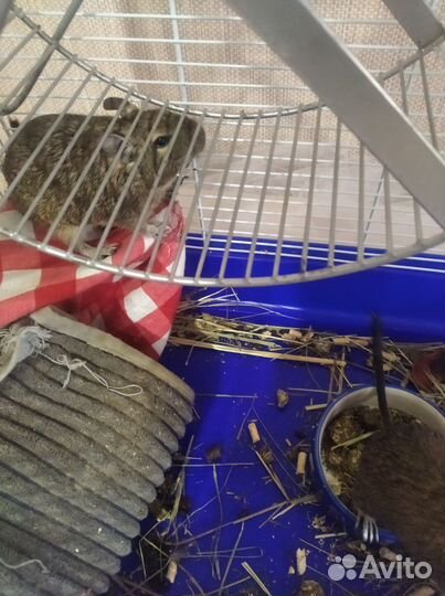 Белки дегу с клеткой и ванной