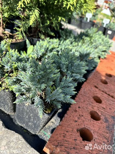 Можевельник Блю Стар