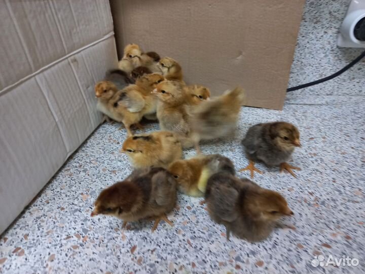 Цыплята суточные кучинская юбилейная