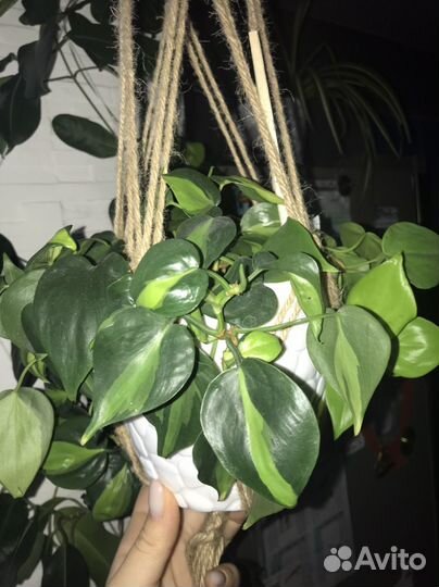 Филодендрон