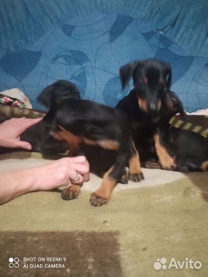 Доберманчики