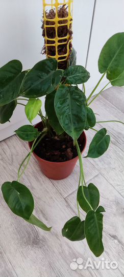 Цветы разные