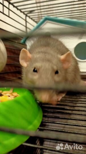 Крыска дамбо девочка жора