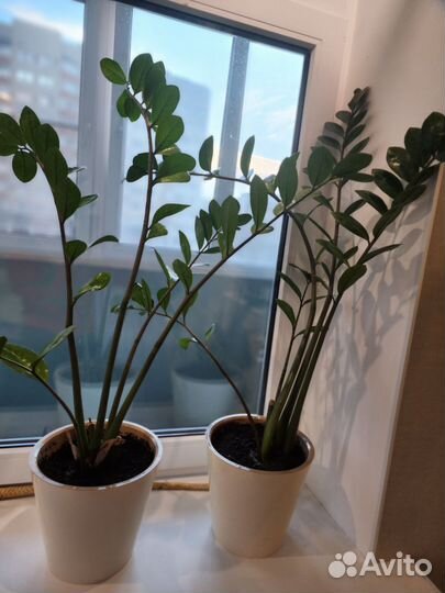 Замиокулькас