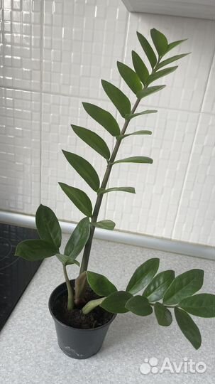 Замиокулькас долларовое дерево