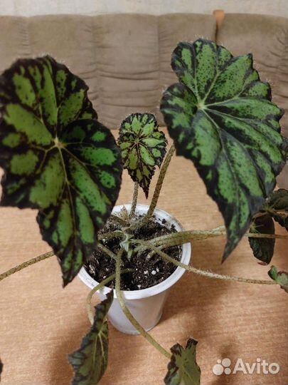 Бегония декоративно лиственная тигровая