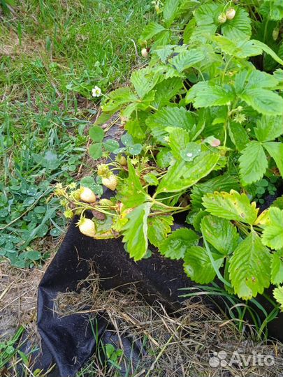 Земляника садовая саженцы