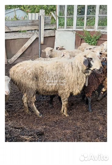 Мясо баранина тушка