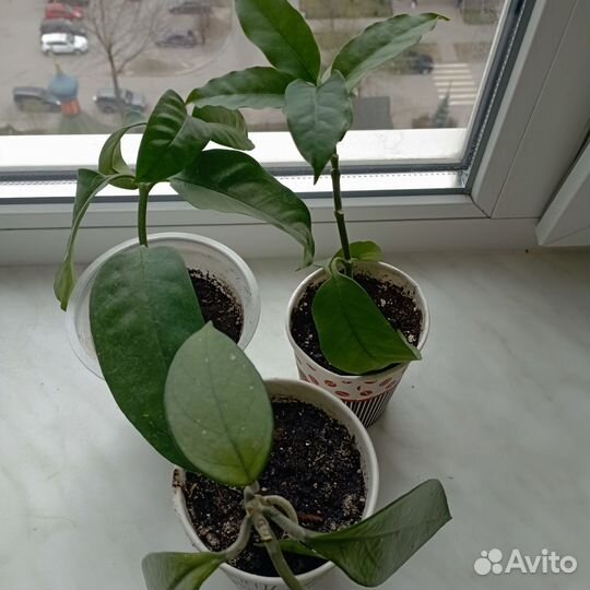 Хоя Мультифлора. Корноза