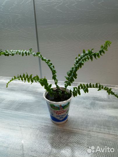 Папоротник нефролепис Грин Леди