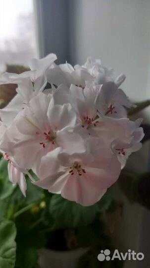 Тамара,не прихотливый сорт,очень цветливый