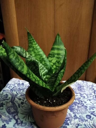 Комнатный цветок