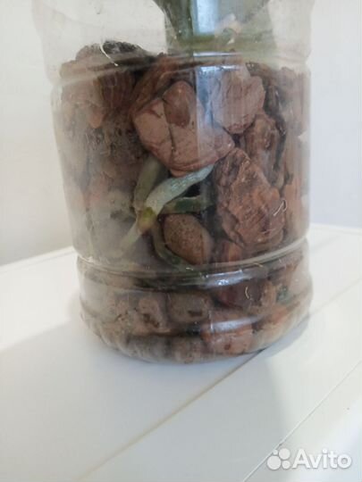 Орхидея фаленопсис