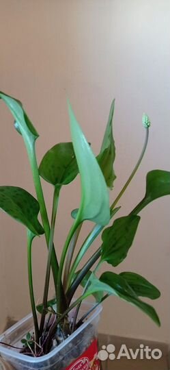 Продам цветы комнатные