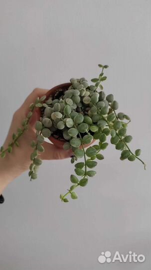 Дисхидии, хойи