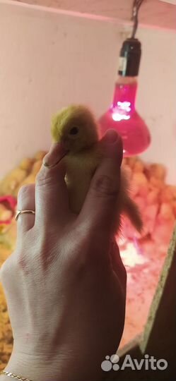 Утка Агидель