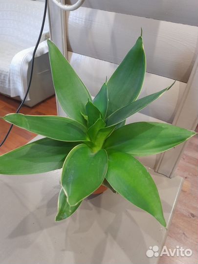 Сансевиерия