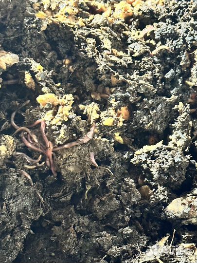 Черви для рыбалки