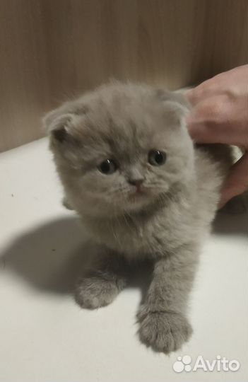 Шотландские котята