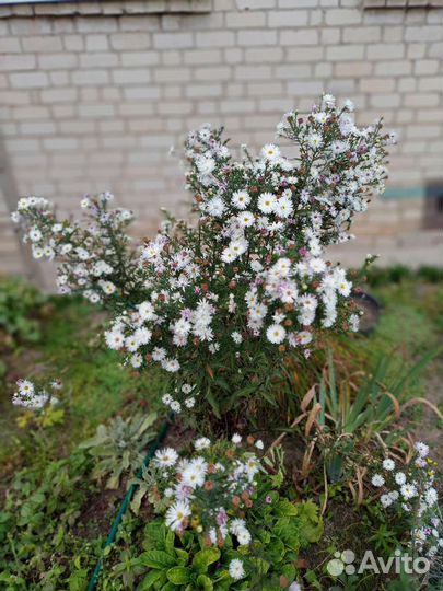 Астра (октябринки)