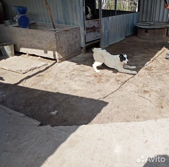 Собака сао (Алабай)