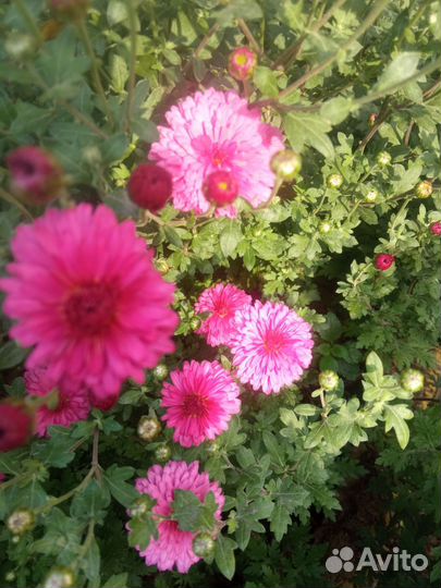 Хризантемы и осенние ромашки