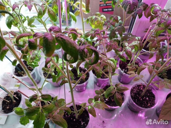 Рассада томатов