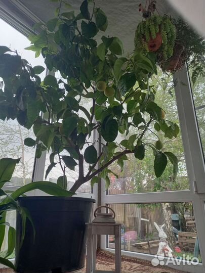 Лимонное дерево с плодами